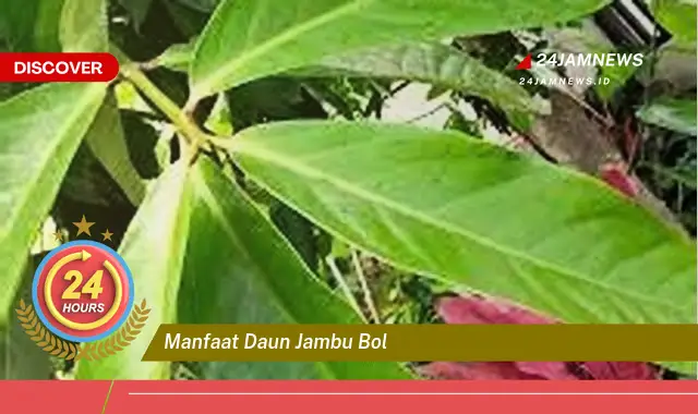 Temukan Manfaat Daun Jambu Bol untuk Kesehatan Anda Temukan Manfaat Daun Jambu Bol untuk Kesehatan Anda