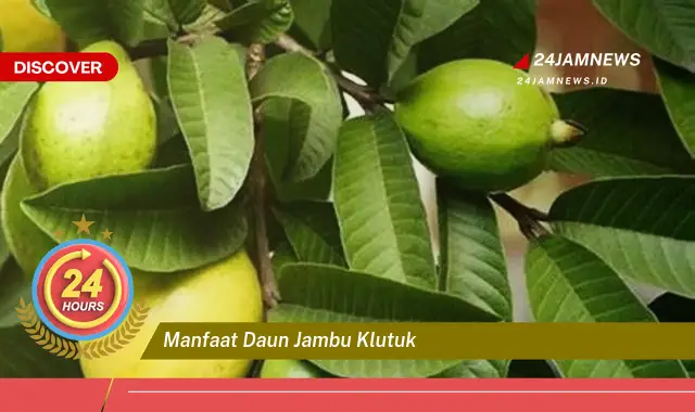 Temukan Manfaat Daun Jambu Klutuk untuk Kesehatan Anda yang Luar Biasa Temukan Manfaat Daun Jambu Klutuk untuk Kesehatan Anda yang Luar Biasa