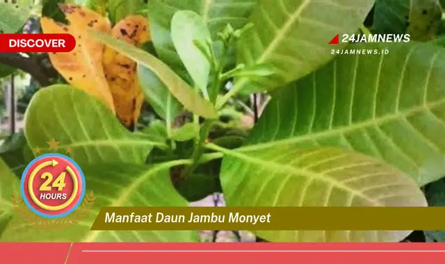 Temukan Manfaat Daun Jambu Monyet untuk Kesehatan Anda Temukan Manfaat Daun Jambu Monyet untuk Kesehatan Anda