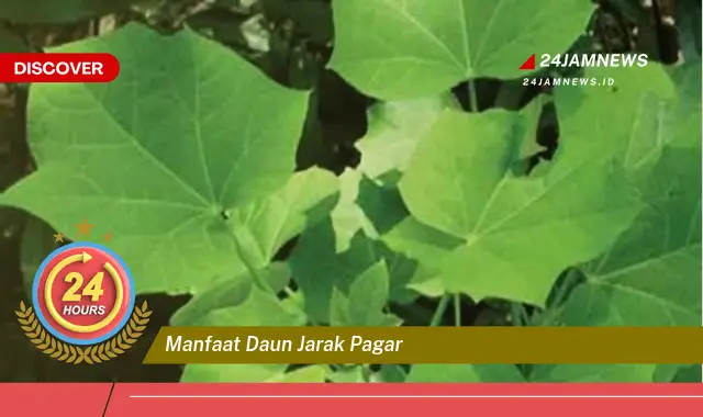 Temukan Manfaat Daun Jarak Pagar untuk Kesehatan, Kecantikan, dan Lainnya Temukan Manfaat Daun Jarak Pagar untuk Kesehatan, Kecantikan, dan Lainnya