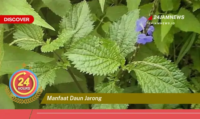 Temukan Manfaat Daun Jarong untuk Kesehatan Tubuh Anda Temukan Manfaat Daun Jarong untuk Kesehatan Tubuh Anda