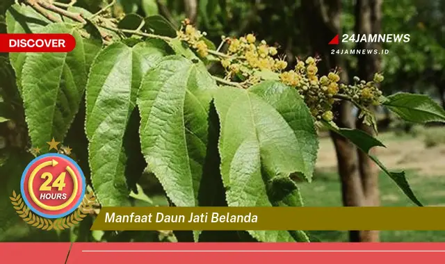Temukan Manfaat Daun Jati Belanda untuk Menurunkan Berat Badan Secara Alami dan Efektif Temukan Manfaat Daun Jati Belanda untuk Menurunkan Berat Badan Secara Alami dan Efektif