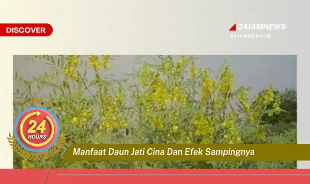 Temukan Manfaat Daun Jati Cina untuk Kesehatan dan Efek Samping yang Perlu Diwaspadai Temukan Manfaat Daun Jati Cina untuk Kesehatan dan Efek Samping yang Perlu Diwaspadai
