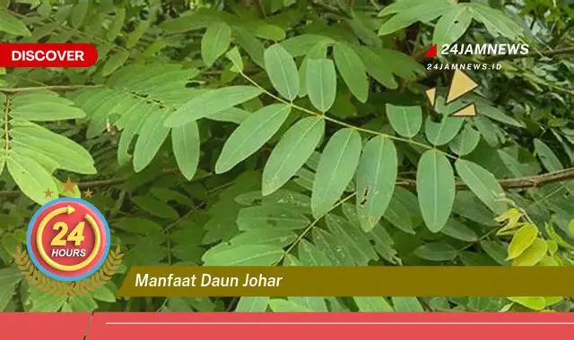 Temukan Manfaat Daun Johar untuk Kesehatan, Kecantikan, dan Lingkungan