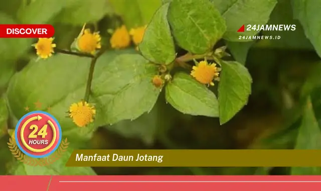 Temukan Manfaat Daun Joting untuk Kesehatan dan Kecantikan Anda Temukan Manfaat Daun Joting untuk Kesehatan dan Kecantikan Anda