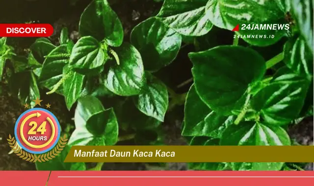 Temukan Manfaat Daun Kaca Kaca untuk Kesehatan Anda yang Luar Biasa Temukan Manfaat Daun Kaca Kaca untuk Kesehatan Anda yang Luar Biasa