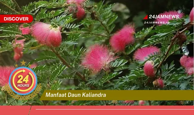 Temukan Manfaat Daun Kaliandra yang Luar Biasa untuk Kesehatan, Hewan Ternak, dan Lingkungan Temukan Manfaat Daun Kaliandra yang Luar Biasa untuk Kesehatan, Hewan Ternak, dan Lingkungan