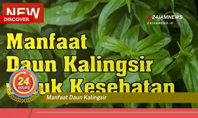 Temukan Manfaat Daun Kalingsir untuk Kesehatan dan Kecantikan Temukan Manfaat Daun Kalingsir untuk Kesehatan dan Kecantikan