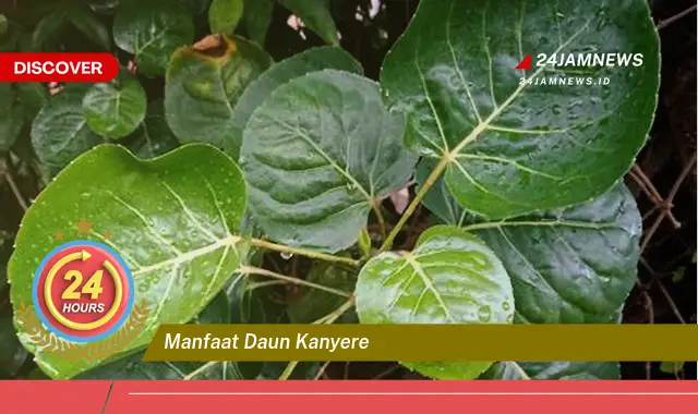 Temukan Manfaat Daun Kanyere untuk Kesehatan dan Kecantikan Temukan Manfaat Daun Kanyere untuk Kesehatan dan Kecantikan