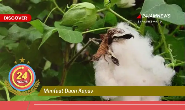 Temukan Manfaat Daun Kapas untuk Kesehatan, Kecantikan, dan Lainnya Temukan Manfaat Daun Kapas untuk Kesehatan, Kecantikan, dan Lainnya
