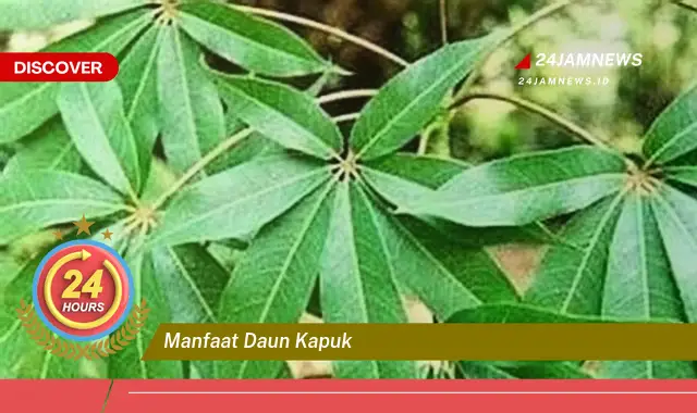 Temukan Manfaat Daun Kapuk untuk Kesehatan, Khasiat Tradisional dan Cara Pengolahannya Temukan Manfaat Daun Kapuk untuk Kesehatan, Khasiat Tradisional dan Cara Pengolahannya