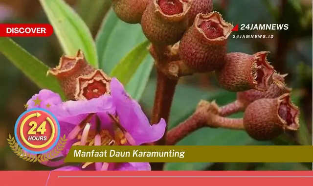 Temukan Manfaat Daun Karamunting untuk Kesehatan, Dari Antioksidan Hingga Anti,inflamasi Temukan Manfaat Daun Karamunting untuk Kesehatan, Dari Antioksidan Hingga Anti,inflamasi