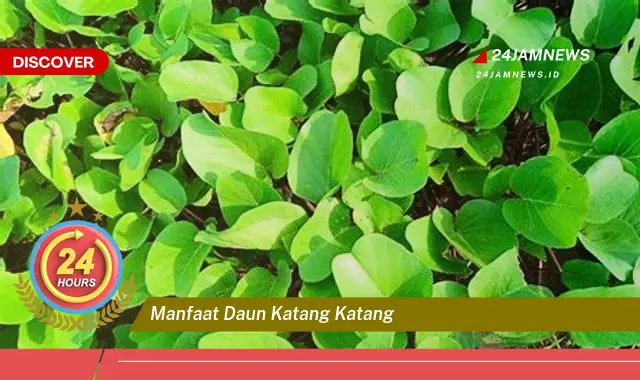 Temukan Manfaat Daun Katang Katang untuk Kesehatan Anda Temukan Manfaat Daun Katang Katang untuk Kesehatan Anda