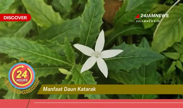 Temukan Manfaat Daun Katarak untuk Mengobati dan Mencegah Katarak Secara Alami