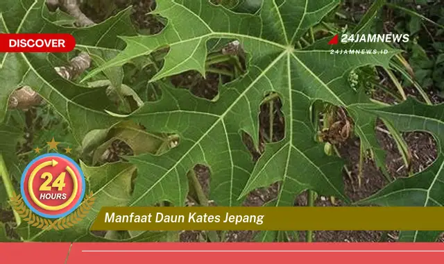 Temukan Manfaat Daun Kates Jepang untuk Kesehatan Anda, Dari Mengatasi Demam Hingga Meningkatkan Daya Tahan Tubuh Temukan Manfaat Daun Kates Jepang untuk Kesehatan Anda, Dari Mengatasi Demam Hingga Meningkatkan Daya Tahan Tubuh