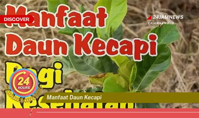 Temukan Manfaat Daun Kecapi untuk Kesehatan dan Kecantikan Anda Temukan Manfaat Daun Kecapi untuk Kesehatan dan Kecantikan Anda
