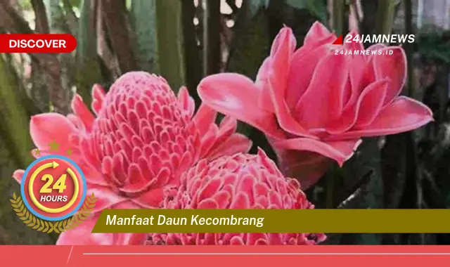 Temukan Manfaat Daun Kecombrang untuk Kesehatan Tubuh Anda Temukan Manfaat Daun Kecombrang untuk Kesehatan Tubuh Anda