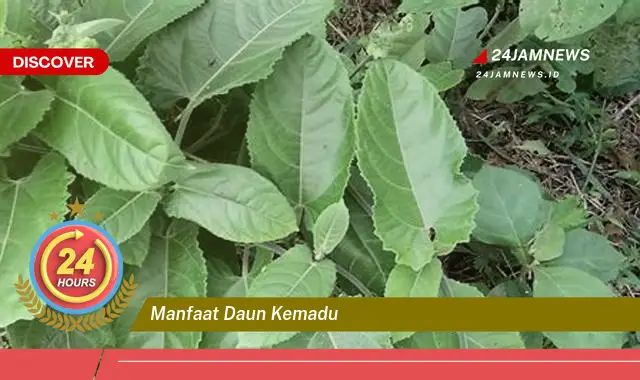 Temukan Manfaat Daun Kemadu untuk Kesehatan Anda, Dari A sampai Z Temukan Manfaat Daun Kemadu untuk Kesehatan Anda, Dari A sampai Z