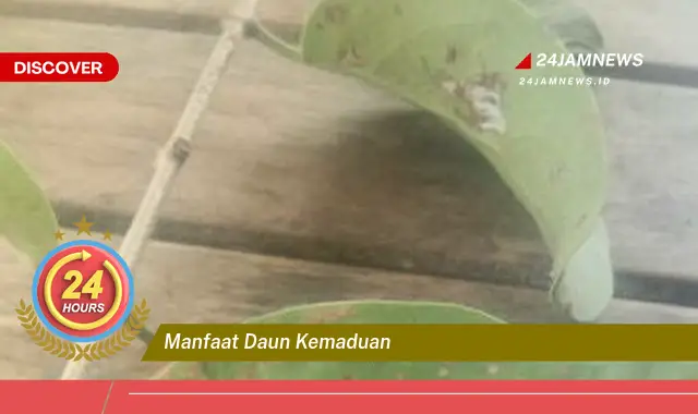 Temukan Manfaat Daun Kemaduan untuk Kesehatan Tubuh Anda Temukan Manfaat Daun Kemaduan untuk Kesehatan Tubuh Anda