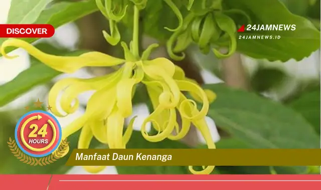Temukan Manfaat Daun Kenanga untuk Kesehatan, Kecantikan, dan Cara Mengolahnya Temukan Manfaat Daun Kenanga untuk Kesehatan, Kecantikan, dan Cara Mengolahnya