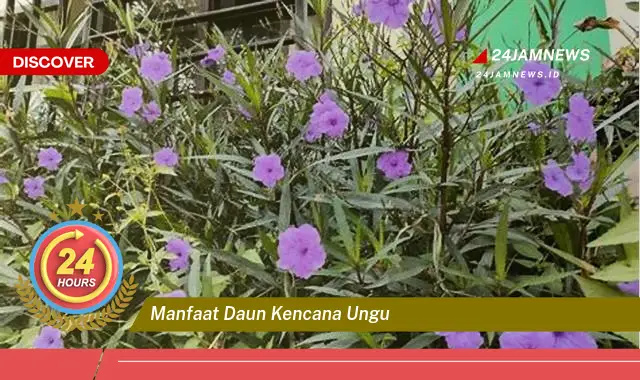 Temukan Manfaat Daun Kencana Ungu untuk Kesehatan dan Kecantikan Temukan Manfaat Daun Kencana Ungu untuk Kesehatan dan Kecantikan