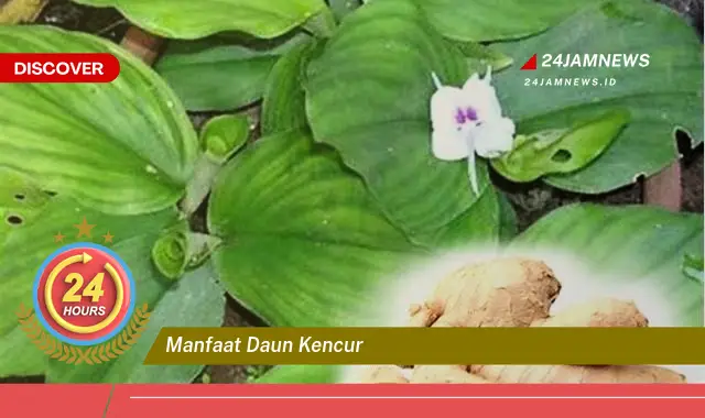 Temukan Manfaat Daun Kencur untuk Kesehatan, Kecantikan, dan Masakan Temukan Manfaat Daun Kencur untuk Kesehatan, Kecantikan, dan Masakan