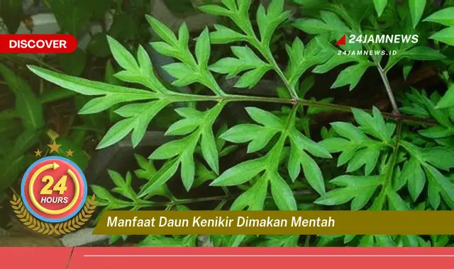 Temukan Manfaat Daun Kenikir Dimakan Mentah untuk Kesehatan Anda Temukan Manfaat Daun Kenikir Dimakan Mentah untuk Kesehatan Anda