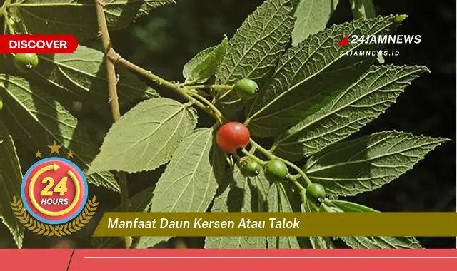 Temukan Manfaat Daun Kersen atau Talok untuk Kesehatan Anda yang Luar Biasa Temukan Manfaat Daun Kersen atau Talok untuk Kesehatan Anda yang Luar Biasa