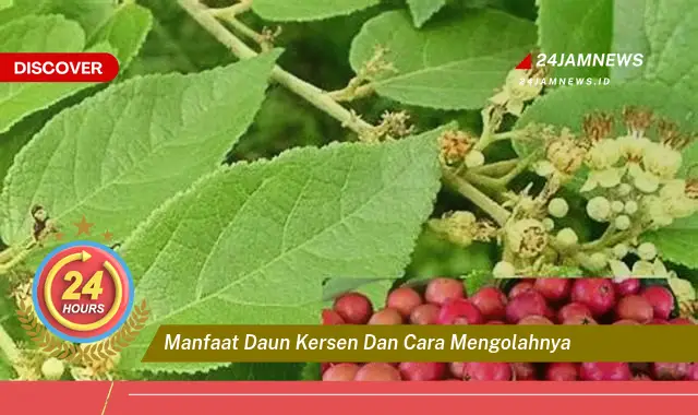 Temukan Manfaat Daun Kersen untuk Kesehatan dan Cara Mengolahnya Menjadi Obat Alami Temukan Manfaat Daun Kersen untuk Kesehatan dan Cara Mengolahnya Menjadi Obat Alami