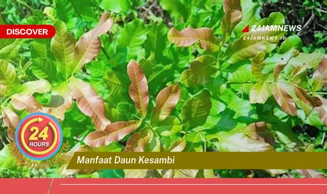 Temukan Manfaat Daun Kesambi untuk Kesehatan, Kecantikan, dan Lainnya Temukan Manfaat Daun Kesambi untuk Kesehatan, Kecantikan, dan Lainnya