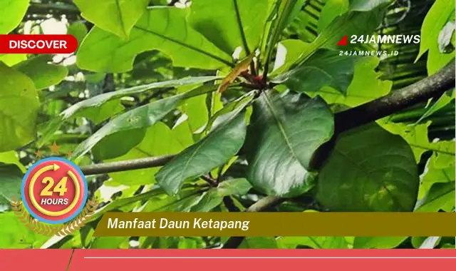 Temukan Manfaat Daun Ketapang untuk Kesehatan, Kecantikan, dan Ikan Hias Anda Temukan Manfaat Daun Ketapang untuk Kesehatan, Kecantikan, dan Ikan Hias Anda