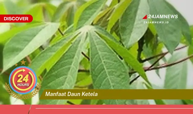 Temukan Manfaat Daun Ketela untuk Kesehatan, Dari Meningkatkan Imunitas Hingga Menjaga Kesehatan Tulang Temukan Manfaat Daun Ketela untuk Kesehatan, Dari Meningkatkan Imunitas Hingga Menjaga Kesehatan Tulang