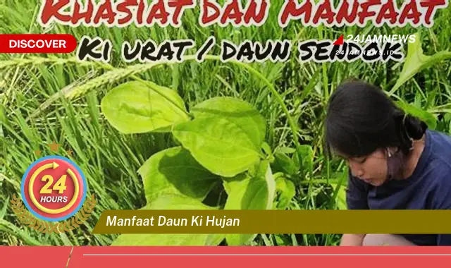 Temukan Manfaat Daun Ki Hujan untuk Kesehatan Anda yang Menakjubkan Temukan Manfaat Daun Ki Hujan untuk Kesehatan Anda yang Menakjubkan