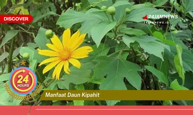 Temukan Manfaat Daun Kipahit untuk Kesehatan, Dari Mengatasi Diabetes Hingga Meningkatkan Imun Tubuh Temukan Manfaat Daun Kipahit untuk Kesehatan, Dari Mengatasi Diabetes Hingga Meningkatkan Imun Tubuh