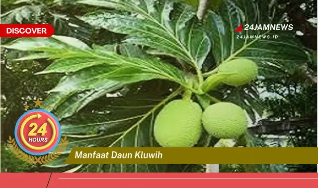Temukan Manfaat Daun Kluwih untuk Kesehatan Anda, Dari Mengatasi Diabetes Hingga Meningkatkan Kekebalan Tubuh Temukan Manfaat Daun Kluwih untuk Kesehatan Anda, Dari Mengatasi Diabetes Hingga Meningkatkan Kekebalan Tubuh
