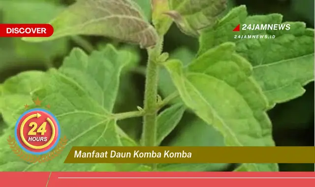 Temukan Manfaat Daun Komba,Komba untuk Kesehatan Tubuh Anda Temukan Manfaat Daun Komba,Komba untuk Kesehatan Tubuh Anda