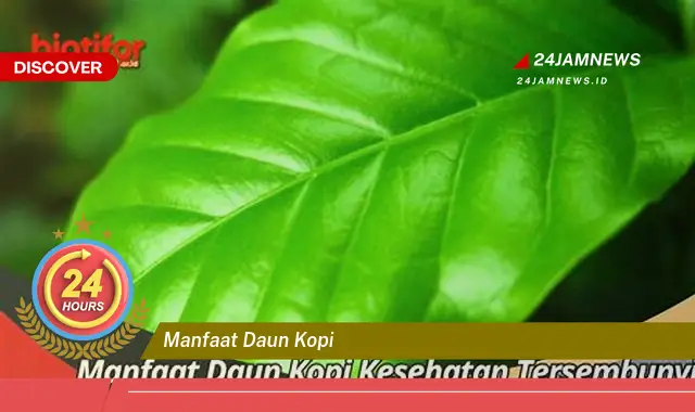 Temukan Manfaat Daun Kopi untuk Kesehatan, Meningkatkan Energi, Menurunkan Berat Badan, dan Lainnya Temukan Manfaat Daun Kopi untuk Kesehatan, Meningkatkan Energi, Menurunkan Berat Badan, dan Lainnya