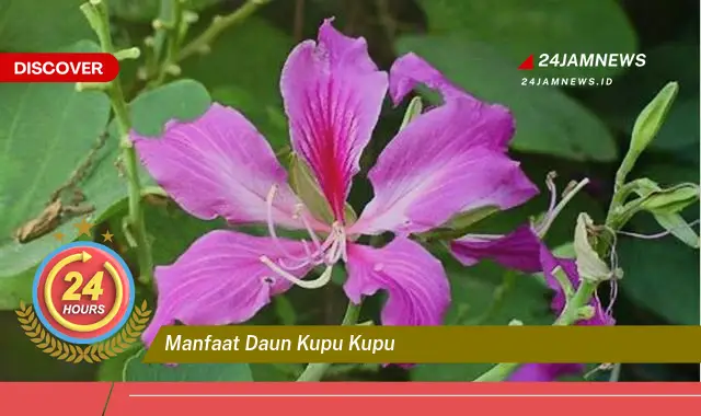 Temukan Manfaat Daun Kupu,Kupu untuk Kesehatan Anda, Dari Mengobati Batuk Hingga Meredakan Peradangan Temukan Manfaat Daun Kupu,Kupu untuk Kesehatan Anda, Dari Mengobati Batuk Hingga Meredakan Peradangan