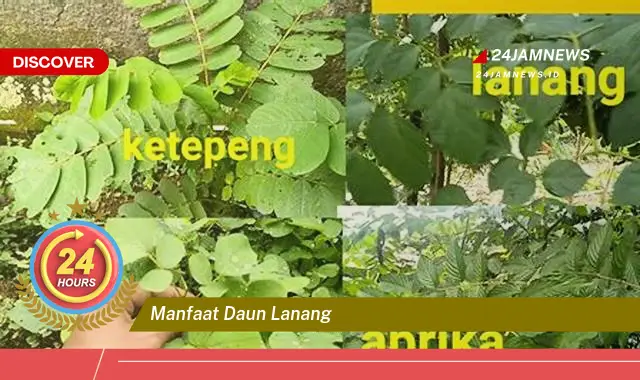 Temukan Manfaat Daun Lanang untuk Kesehatan dan Kecantikan Anda