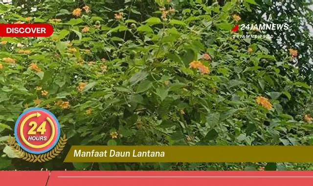 Temukan Manfaat Daun Lantana untuk Kesehatan Tubuh Anda