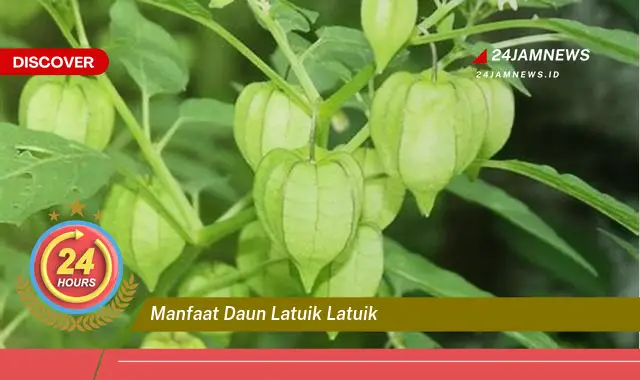 Temukan Manfaat Daun Latuik Latuik untuk Kesehatan Anda Temukan Manfaat Daun Latuik Latuik untuk Kesehatan Anda