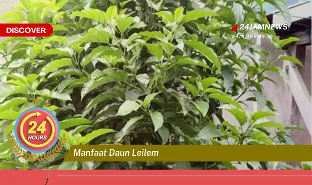 Temukan Manfaat Daun Leilem untuk Kesehatan dan Kecantikan Anda Temukan Manfaat Daun Leilem untuk Kesehatan dan Kecantikan Anda
