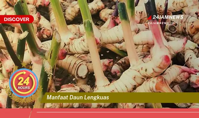 Temukan Manfaat Daun Lengkuas untuk Kesehatan, Kecantikan, dan Masakan Temukan Manfaat Daun Lengkuas untuk Kesehatan, Kecantikan, dan Masakan