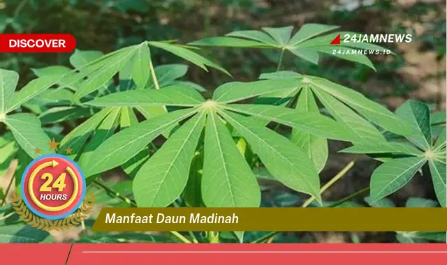 Temukan Manfaat Daun Madinah untuk Kesehatan Anda yang Luar Biasa Temukan Manfaat Daun Madinah untuk Kesehatan Anda yang Luar Biasa