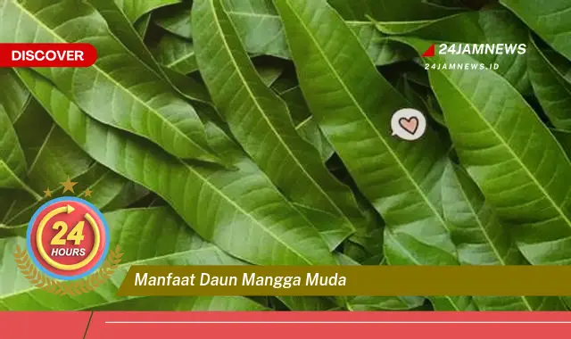 Temukan Manfaat Daun Mangga Muda untuk Kesehatan, Dari Mengatasi Diabetes Hingga Meningkatkan Kekebalan Tubuh Temukan Manfaat Daun Mangga Muda untuk Kesehatan, Dari Mengatasi Diabetes Hingga Meningkatkan Kekebalan Tubuh
