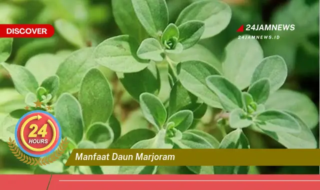 Temukan Manfaat Daun Marjoram untuk Kesehatan Anda Temukan Manfaat Daun Marjoram untuk Kesehatan Anda