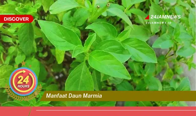 Temukan Manfaat Daun Marmia untuk Kesehatan, Kecantikan, dan Lainnya Temukan Manfaat Daun Marmia untuk Kesehatan, Kecantikan, dan Lainnya