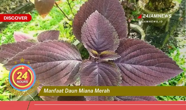Temukan Manfaat Daun Miana Merah untuk Kesehatan Anda Temukan Manfaat Daun Miana Merah untuk Kesehatan Anda