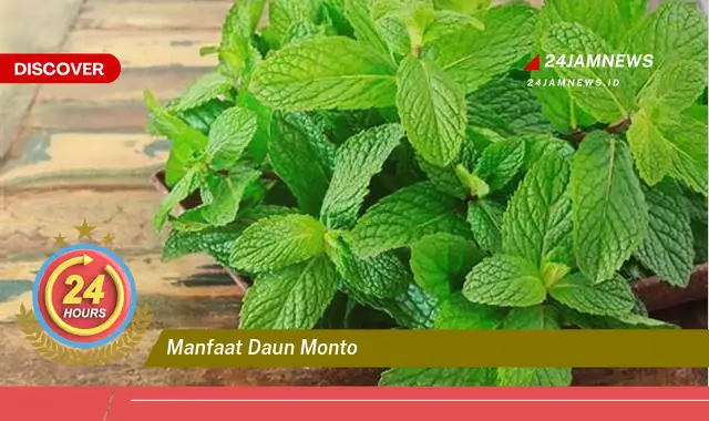Temukan Manfaat Daun Monto untuk Kesehatan dan Kecantikan Anda Temukan Manfaat Daun Monto untuk Kesehatan dan Kecantikan Anda