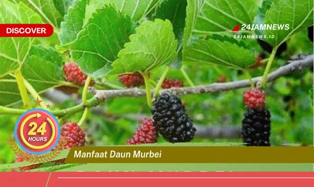 Temukan Manfaat Daun Murbei untuk Kesehatan, Dari Mengontrol Gula Darah Hingga Menjaga Kesehatan Jantung Temukan Manfaat Daun Murbei untuk Kesehatan, Dari Mengontrol Gula Darah Hingga Menjaga Kesehatan Jantung